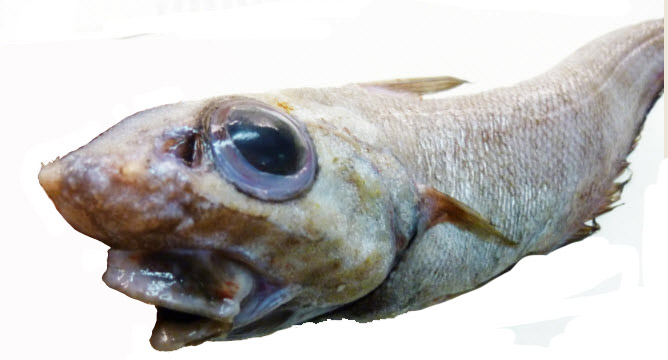 Coryphaenoides guentheri_212